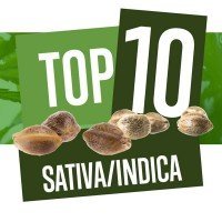 Top 10 Varietà di Cannabis Sativa-Indica