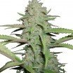 Sweet Bubble (Zativo Seeds)