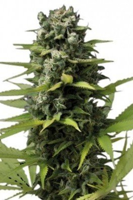 Blue Haze (Zativo Seeds)