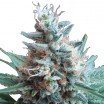 Sweet Candy (Zativo Seeds)