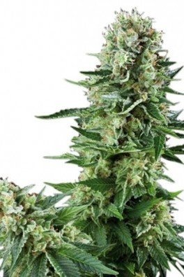 White Widow (Zativo Seeds)