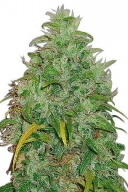 Original Skunk (Zativo Seeds)