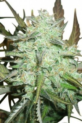 Blueberry Autofiorente (Zativo Seeds)