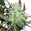 Blueberry Autofiorente (Zativo Seeds)