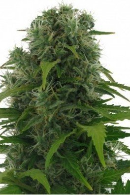 Northern Lights Autofiorente (Zativo Seeds)