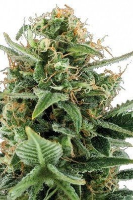 Jack Herer Autofiorente (Zativo Seeds)