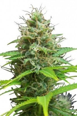 Sweet Candy Autofiorente (Zativo Seeds)