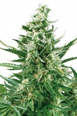 Critical Autofiorente (Zativo Seeds)