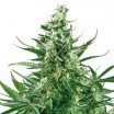 Critical Autofiorente (Zativo Seeds)