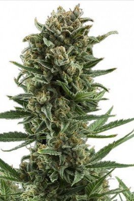 White Widow Autofiorente (Zativo Seeds)