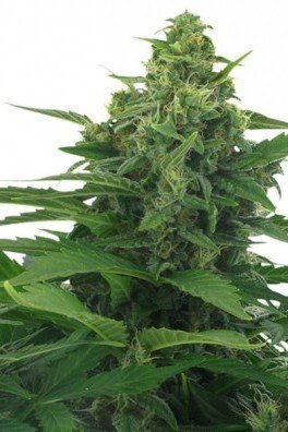 Original Skunk Autofiorente (Zativo Seeds)