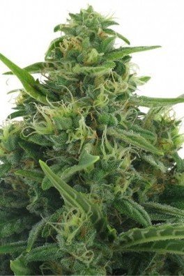 Lowryder 2 Autofiorente (Zativo Seeds)