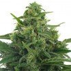 Lowryder 2 Autofiorente (Zativo Seeds)