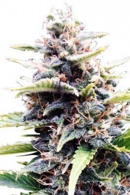 Amnesia Skunk Autofiorente (Zativo Seeds)