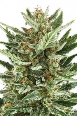 Critical Cheese Autofiorente (Zativo Seeds)