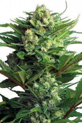 Diesel Autofiorente (Zativo Seeds)