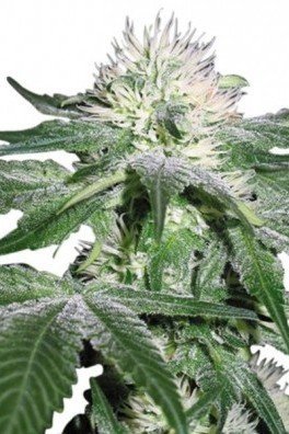 Hash Ultimate (Zativo Seeds)