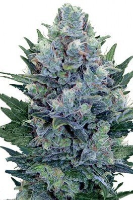 Blue Cheese Autofiorente (Zativo Seeds)