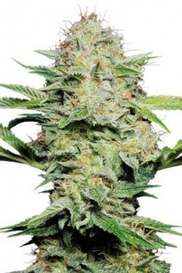 Sensi Skunk Automatica (Sensi Seeds)