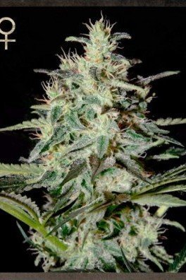 White Lemon (Strain Hunters)