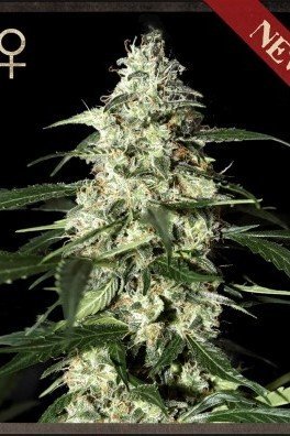 Skunk Autofiorente (Strain Hunters)