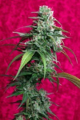 Blackdance (Reggae Seeds)