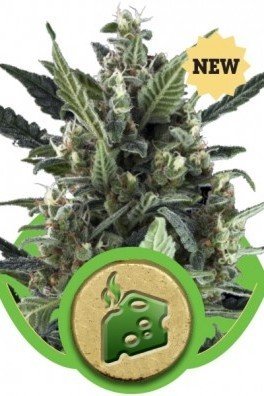 Blue Cheese Automatica (Royal Queen Seeds)