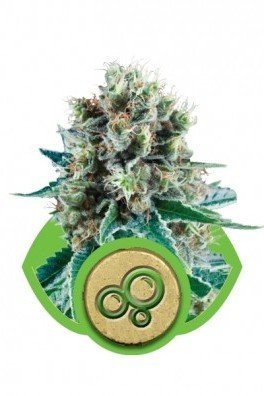 Bubble Kush Automatica (Royal Queen Seeds)