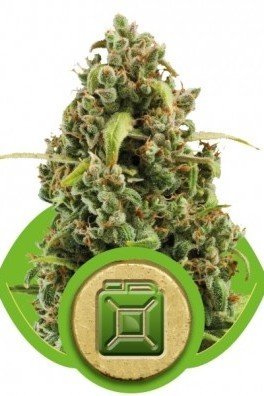 Diesel Automatica (Royal Queen Seeds)