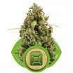 Diesel Automatica (Royal Queen Seeds)