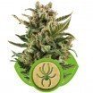 White Widow Automatica (Royal Queen Seeds)