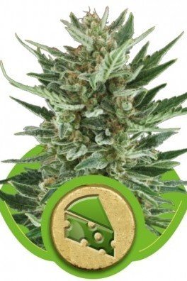 Royal AK Automatic (Royal Queen Seeds)
