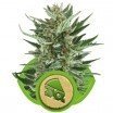 Royal Cheese Automatica (Royal Queen Seeds)