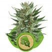 Royal Cheese Automatica (Royal Queen Seeds)