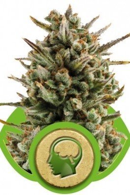 Amnesia Haze Automatica (Royal Queen Seeds)