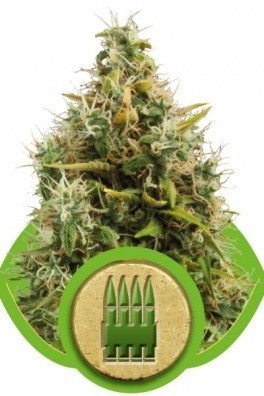 Royal AK Automatic (Royal Queen Seeds)