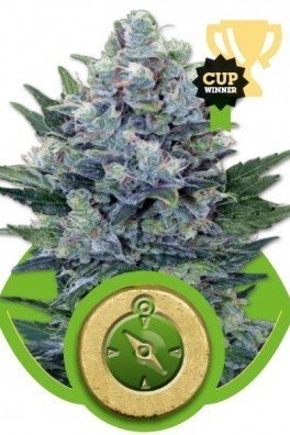 Northern Light Automatica (Royal Queen Seeds)