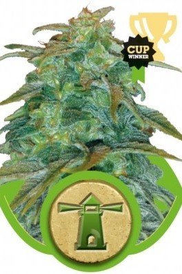 Royal Haze Automatica (Royal Queen Seeds)