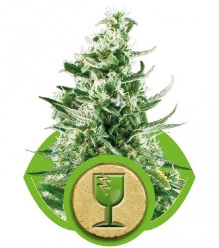 Royal Critical Automatic (Royal Queen Seeds)