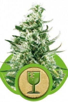 Royal Critical Automatica (Royal Queen Seeds)