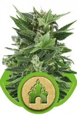 Royal Kush Automatica (Royal Queen Seeds)