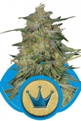 Royal Highness (Royal Queen Seeds)