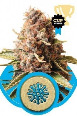 Royal AK Automatic (Royal Queen Seeds)