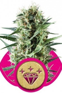 Special Kush 1 (Royal Queen Seeds)