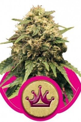 Royal AK Automatic (Royal Queen Seeds)