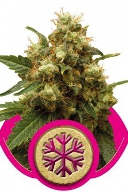 Royal AK Automatic (Royal Queen Seeds)