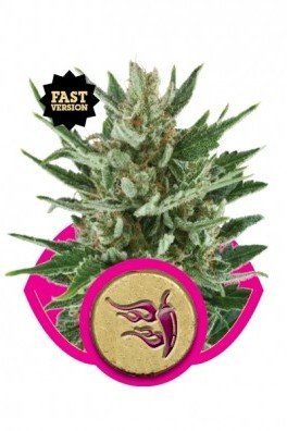 Royal AK Automatic (Royal Queen Seeds)