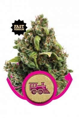 Candy Kush Express - Fast Flowering (Royal Queen Seeds)