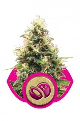 Royal AK Automatic (Royal Queen Seeds)