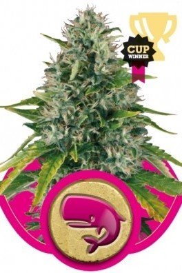 Royal Moby (Royal Queen Seeds)